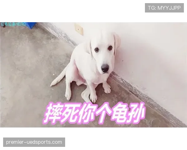 张楠退役后住进月租八万的顶层复式,每天五点起床遛狗顺带跑个半马
